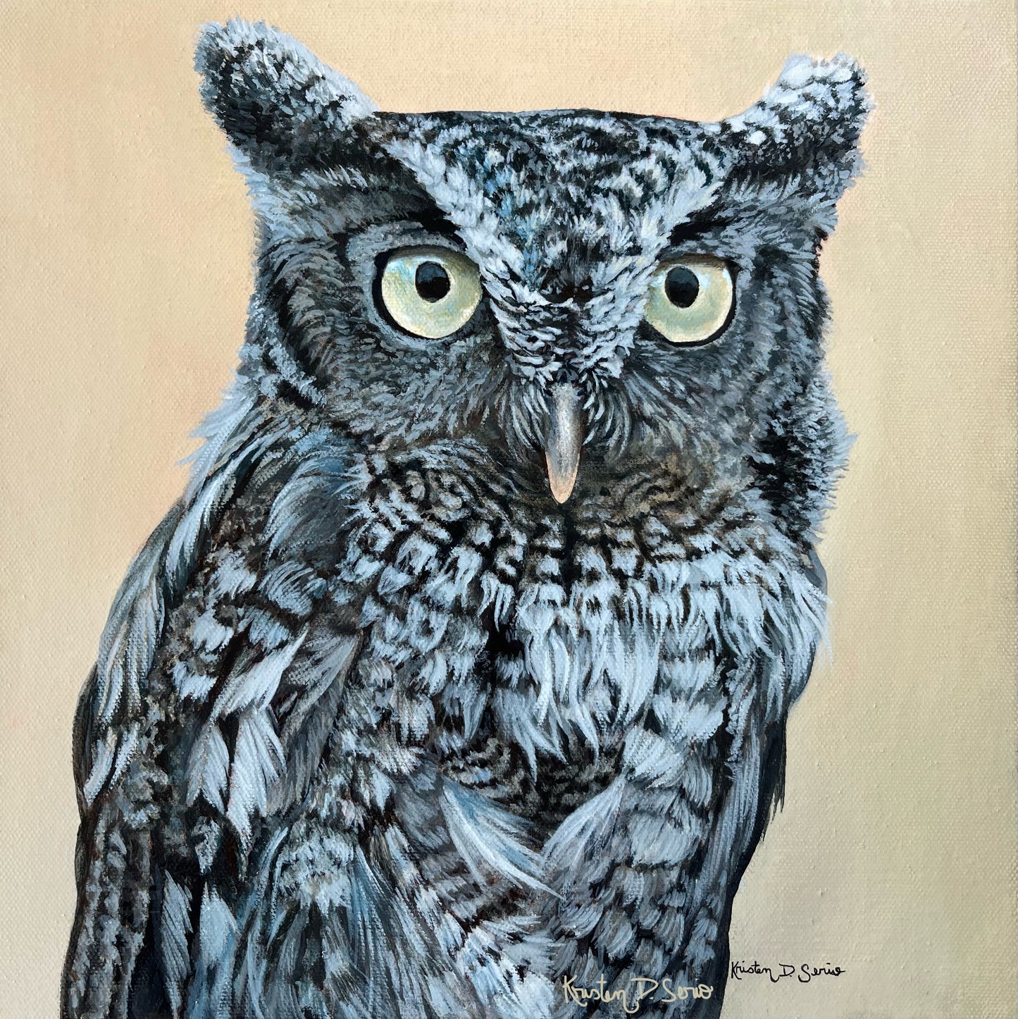 Screech Owl