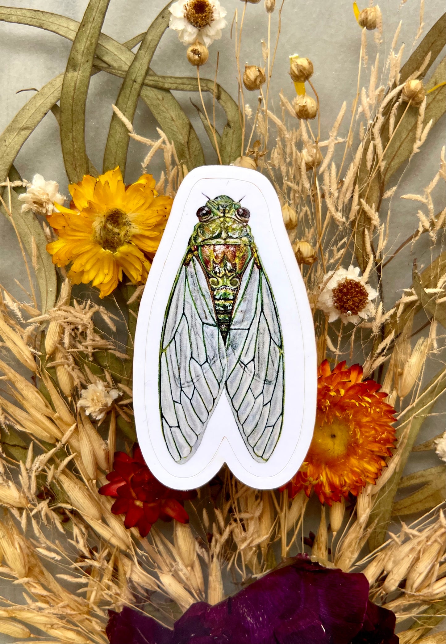 Cicada